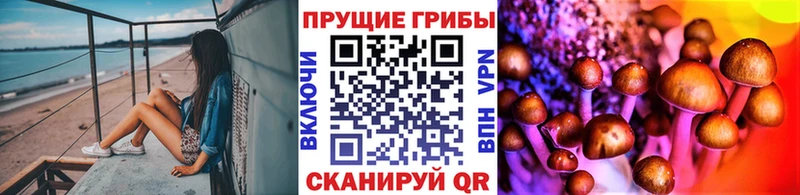 как найти Пойковский Псилоцибиновые грибы Psilocybine cubensis